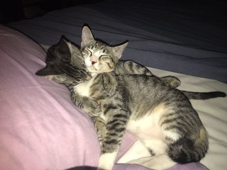 2 Cuddle Kitties - Domestic Short Hair Cat