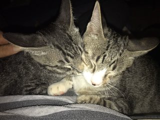 2 Cuddle Kitties - Domestic Short Hair Cat