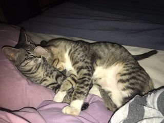 2 Cuddle Kitties - Domestic Short Hair Cat