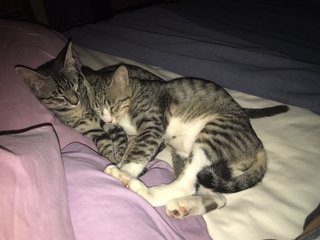 2 Cuddle Kitties - Domestic Short Hair Cat