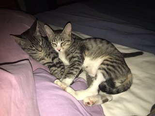 2 Cuddle Kitties - Domestic Short Hair Cat