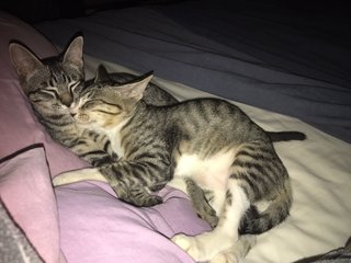 2 Cuddle Kitties - Domestic Short Hair Cat