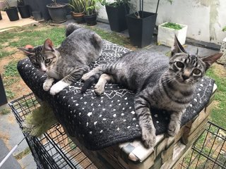 2 Cuddle Kitties - Domestic Short Hair Cat