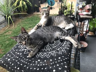 2 Cuddle Kitties - Domestic Short Hair Cat