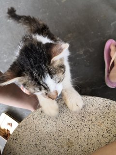 Manja Boy - Domestic Long Hair Cat