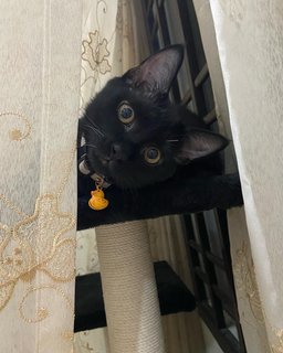 Bento - Domestic Short Hair Cat