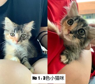 Xiao Hui - Domestic Long Hair + Maine Coon Cat