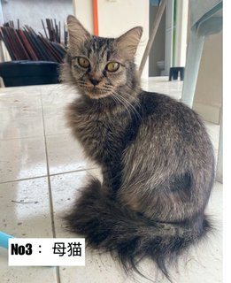 Xiao Hui - Domestic Long Hair + Maine Coon Cat