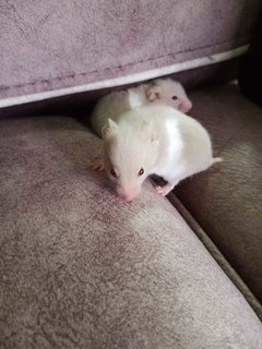 Mixed Syrians (1 Month) Cute - Syrian / Golden Hamster Hamster