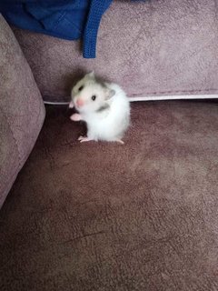 Mixed Syrians (1 Month) Cute - Syrian / Golden Hamster Hamster