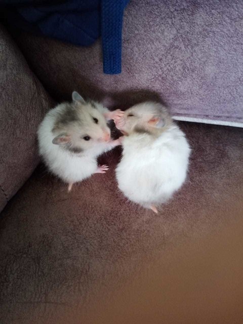 Mixed Syrians (1 Month) Cute - Syrian / Golden Hamster Hamster