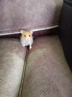 Mixed Syrians (1 Month) Cute - Syrian / Golden Hamster Hamster