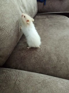 Mixed Syrians (1 Month) Cute - Syrian / Golden Hamster Hamster