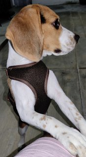 Squidgy - Beagle Dog