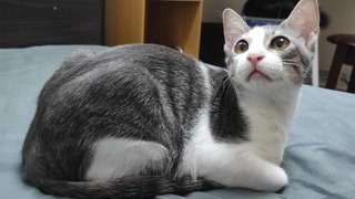 Ichiro - Domestic Short Hair Cat