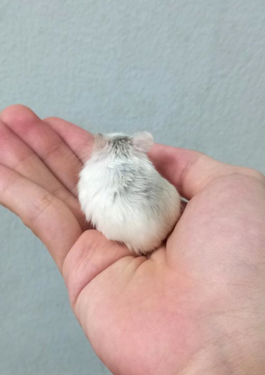 Hamster - Short Dwarf Hamster + Roborovsky's Hamster Hamster