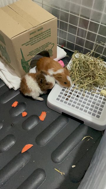 Morris &amp; Borris - Guinea Pig Small & Furry