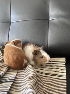 Morris &amp; Borris - Guinea Pig Small & Furry