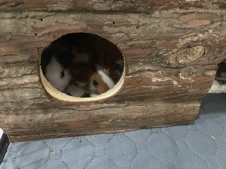 Morris &amp; Borris - Guinea Pig Small & Furry