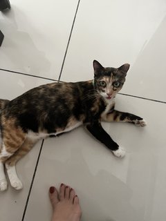 Lily - Domestic Short Hair Cat