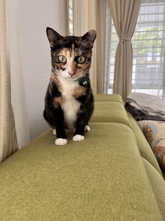 Lily - Domestic Short Hair Cat