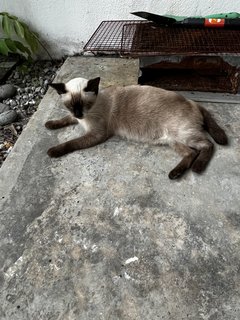 Skye - Siamese Cat