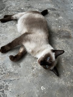 Skye - Siamese Cat