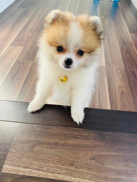 Luna    - Pomeranian Dog