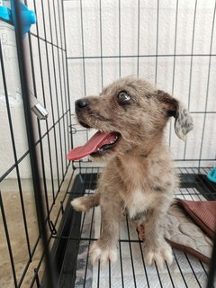 Urgent!!! Scott + Cage - Dachshund Mix Dog