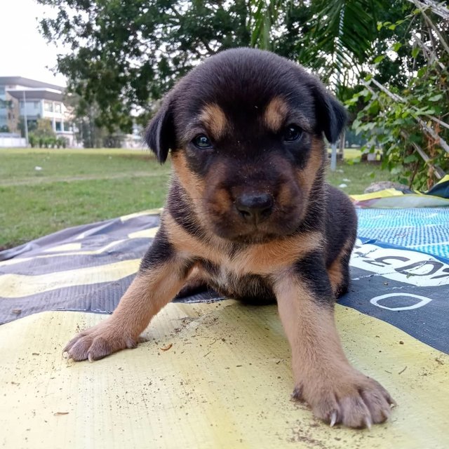 Jamie - Mixed Breed Dog