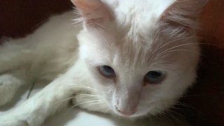 Xiao Bai 小白 - Domestic Long Hair Cat