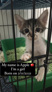 Apple  - Domestic Short Hair Cat