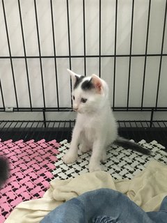 Bubble - Domestic Short Hair Cat