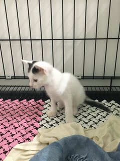 Bubble - Domestic Short Hair Cat