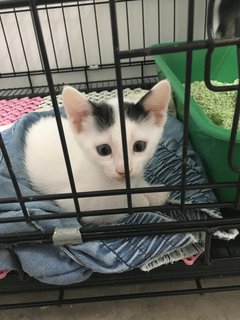 Bubble - Domestic Short Hair Cat