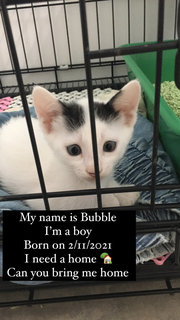 Bubble - Domestic Short Hair Cat