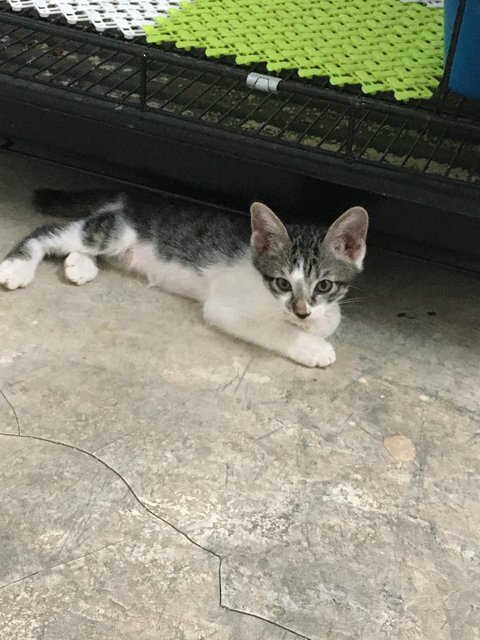 Double  - Domestic Short Hair Cat