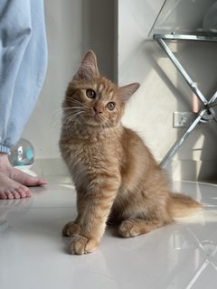 Simba - Persian + British Shorthair Cat