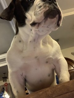 Marco The Bully - American Bulldog Dog