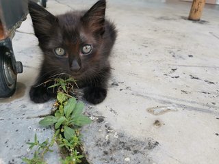 Jackie, Dudu, Bulbul - Domestic Medium Hair Cat