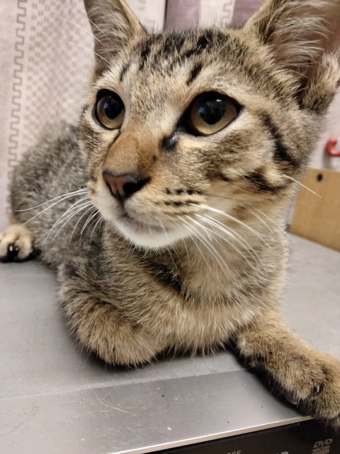 Chestnut - Domestic Short Hair Cat