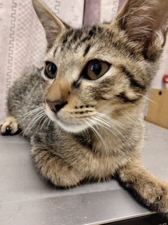 Chestnut - Domestic Short Hair Cat