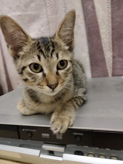 Chestnut - Domestic Short Hair Cat