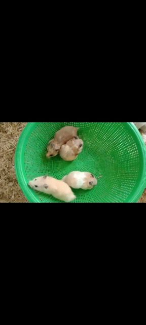 Syrian Hamsters - Syrian / Golden Hamster Hamster