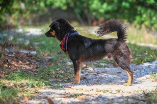 Bear Bear Fluffy - Mixed Breed Dog