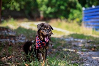 Bear Bear Fluffy - Mixed Breed Dog