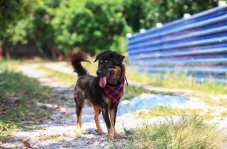 Bear Bear Fluffy - Mixed Breed Dog