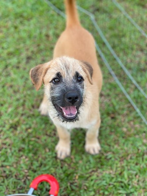 Lilo - Mixed Breed Dog
