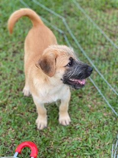 Lilo - Mixed Breed Dog
