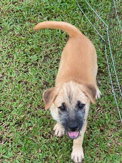 Lilo - Mixed Breed Dog